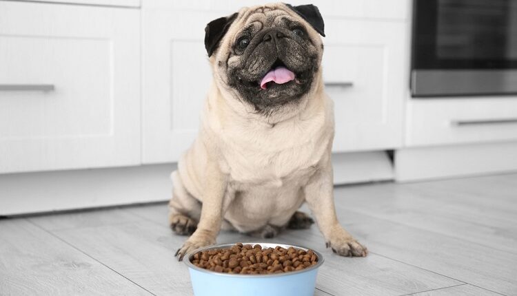 Dog Food