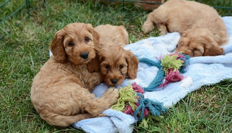Dog Owners