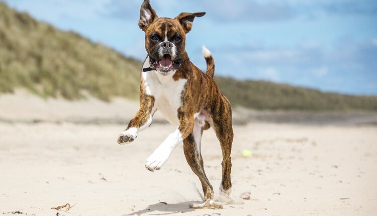 Dog Run